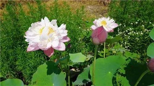 娱乐吃瓜君白莲花